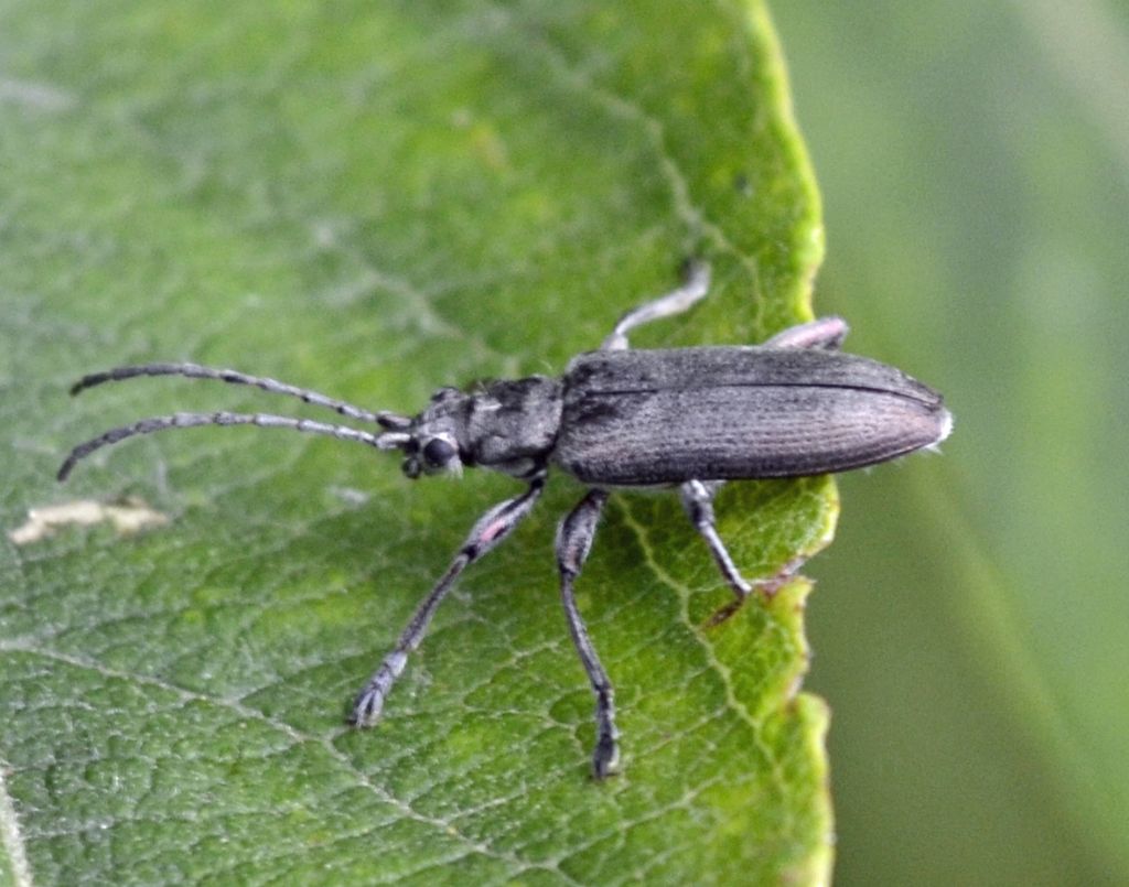 Donacia cinerea (Chrysomelidae)